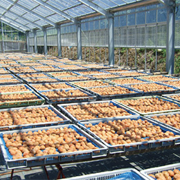 Drying Plums Drying Plums