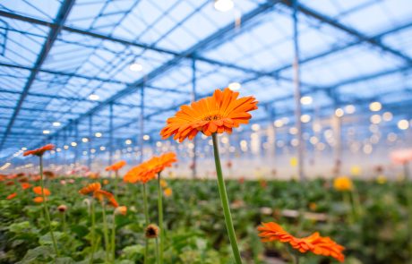 F-CLEAN™ Green house F-CLEAN™ Green house