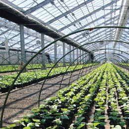 Seedlings Seedlings