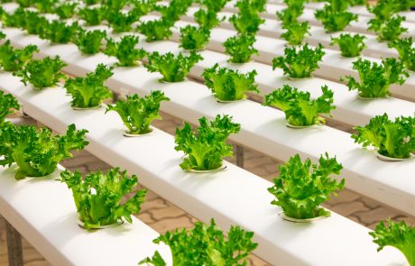 agriculture basil bunch agriculture basil bunch