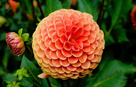 close up dahlia flower close up dahlia flower